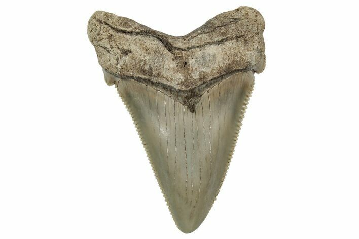 Serrated Angustidens Tooth - Megalodon Ancestor #340351
